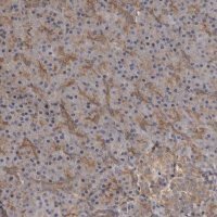 Anti-ZNRF1 antibody produced in rabbit 