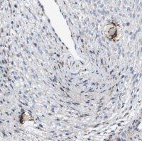 Anti-ZP2 antibody produced in rabbit 