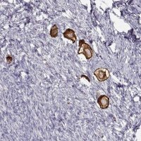 Anti-ZP3 antibody produced in rabbit 