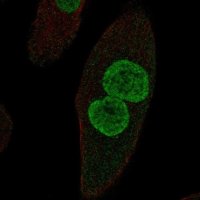 Anti-ZPLD1 antibody produced in rabbit 