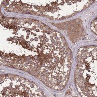 Anti-ZPR1 antibody produced in rabbit 