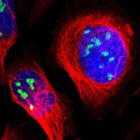 Anti-ZSCAN1 antibody produced in rabbit