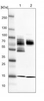 Anti-ZSCAN2 antibody produced in rabbit 