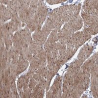 Anti-ZSCAN23 antibody produced in rabbit 