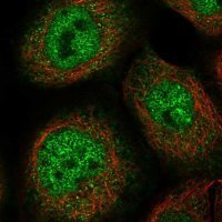 Anti-ZSCAN26 antibody produced in rabbit 