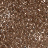 Anti-ZSCAN31 antibody produced in rabbit 