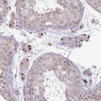 Anti-ZSCAN9 antibody produced in rabbit 