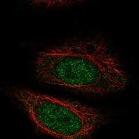 Anti-ZYG11A antibody produced in rabbit 