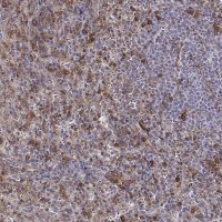 Anti-ZYX antibody produced in rabbit 