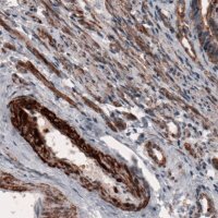 Monoclonal Anti-ACTB antibody produced in mouse 
