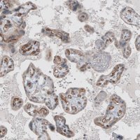 Monoclonal Anti-ADGRL4 antibody produced in mouse 