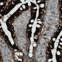 Monoclonal Anti-APOA4 antibody produced in mouse 