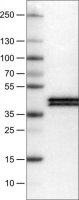 Monoclonal Anti-APOL1 antibody produced in mouse 