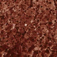 Monoclonal Anti-ARG1 antibody produced in mouse 