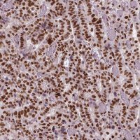 Monoclonal Anti-BRD4 antibody produced in mouse 