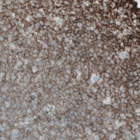 Monoclonal Anti-CD45 antibody produced in mouse 