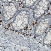 Monoclonal Anti-CD68 antibody produced in mouse