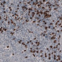 Monoclonal Anti-CD8A antibody produced in mouse
