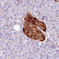 Monoclonal Anti-CHGA antibody produced in mouse 