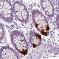 Monoclonal Anti-CHGA antibody produced in mouse 