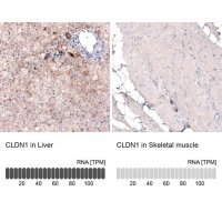 Monoclonal Anti-CLDN1 antibody produced in mouse 