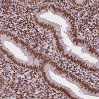 Monoclonal Anti-CTCF antibody produced in mouse 