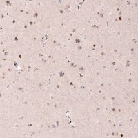 Monoclonal Anti-CUX1 antibody produced in mouse 