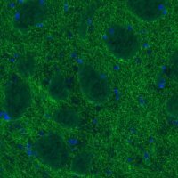 Monoclonal Anti-DAT antibody produced in mouse 