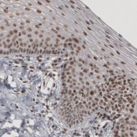 Monoclonal Anti-DAXX antibody produced in mouse 