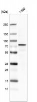 Monoclonal Anti-DDX53 antibody produced in mouse AMAB91489-100UL