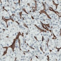 Monoclonal Anti-ENG antibody produced in mouse 