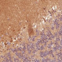 Monoclonal Anti-FABP7 antibody produced in mouse 