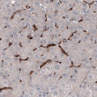 Monoclonal Anti-FCGRT antibody produced in mouse 