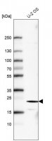 Monoclonal Anti-FGF21 antibody produced in mouse 