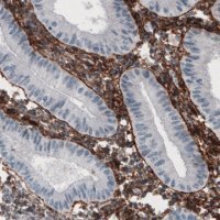 Monoclonal Anti-FN1 antibody produced in mouse 