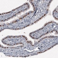 Monoclonal Anti-FOXJ1 antibody produced in mouse 