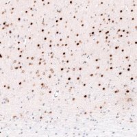 Monoclonal Anti-FOXP2 antibody produced in mouse 
