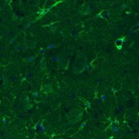 Monoclonal Anti-GLUL antibody produced in mouse 