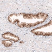 Monoclonal Anti-GRN antibody produced in mouse 