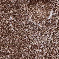 Monoclonal Anti-H2AFY antibody produced in mouse 