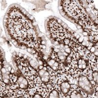 Monoclonal Anti-HIST1H2AG antibody produced in mouse 