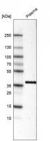 Monoclonal Anti-INHBC antibody produced in mouse 