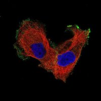Monoclonal Anti-ITGB8 antibody produced in mouse 