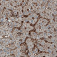 Monoclonal Anti-ITIH4 antibody produced in mouse 