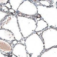 Monoclonal Anti-JUN antibody produced in mouse AMAB91587-100UL