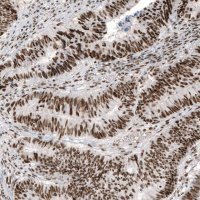 Monoclonal Anti-JUN antibody produced in mouse AMAB91587-100UL