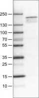 Monoclonal Anti-KDM5B antibody produced in mouse 