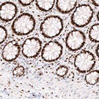 Monoclonal Anti-KLF4 antibody produced in mouse 