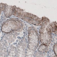 Monoclonal Anti-LAMA3 antibody produced in mouse 