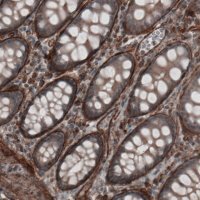 Monoclonal Anti-LAMA4 antibody produced in mouse 